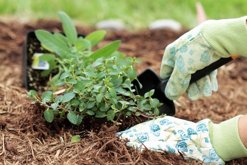The image shows a gardener's hands wearing light green gloves with blue patterned accents, carefully planting a small shrub with oval, glossy green leaves into freshly turned, dark brown soil in a garden setting. The surrounding area features a neat, well-maintained lawn with vibrant green grass and a background of blurred foliage, indicating a healthy, outdoor landscaped space typical of a residential garden in Seven Sisters. The shrub is being positioned close to other young plants or containers, and the soil appears moist, suggesting recent gardening activity to enhance the garden's foliage and visual appeal. This scene reflects professional gardening practices, such as planting and soil preparation, carried out by companies like Hedge Trimming Seven Sisters, which offer comprehensive outdoor garden maintenance and landscaping services in the local area.