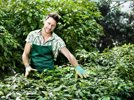 A young man dressed in a light checkered shirt and green apron is working outdoors in a lush garden in Seven Sisters, London, surrounded by dense foliage and green plants. He is smiling while using garden gloves and tending to a hedge or shrubbery, which appears to be well-maintained with dense, bright green leaves. The garden features a neatly trimmed hedge in the foreground, with a variety of leafy bushes and small trees in the background, creating a layered landscape. The outdoor space is well-lit with natural daylight, suggesting a clear, sunny day, and is part of a landscaped yard or front garden with a mix of lawn, paving, and natural plantings. This scene highlights professional gardening and hedge trimming services, such as those offered by Hedge Trimming Seven Sisters, and showcases the lush, healthy appearance of the garden environment typical of local outdoor landscaping in London. The overall setting emphasizes attention to detail in gardening and lawn care, with rich greenery and natural textures contributing to an inviting outdoor space.