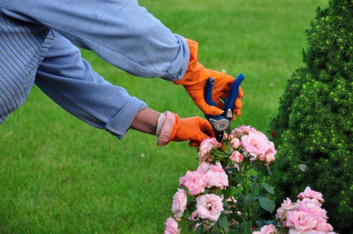 Clearing debris and overgrown plants in a Seven Sisters garden