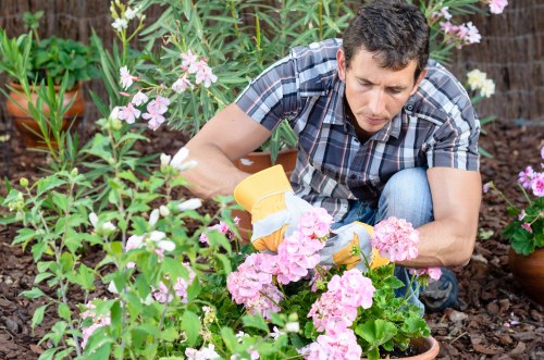 Lush garden beds during summer season in Seven Sisters